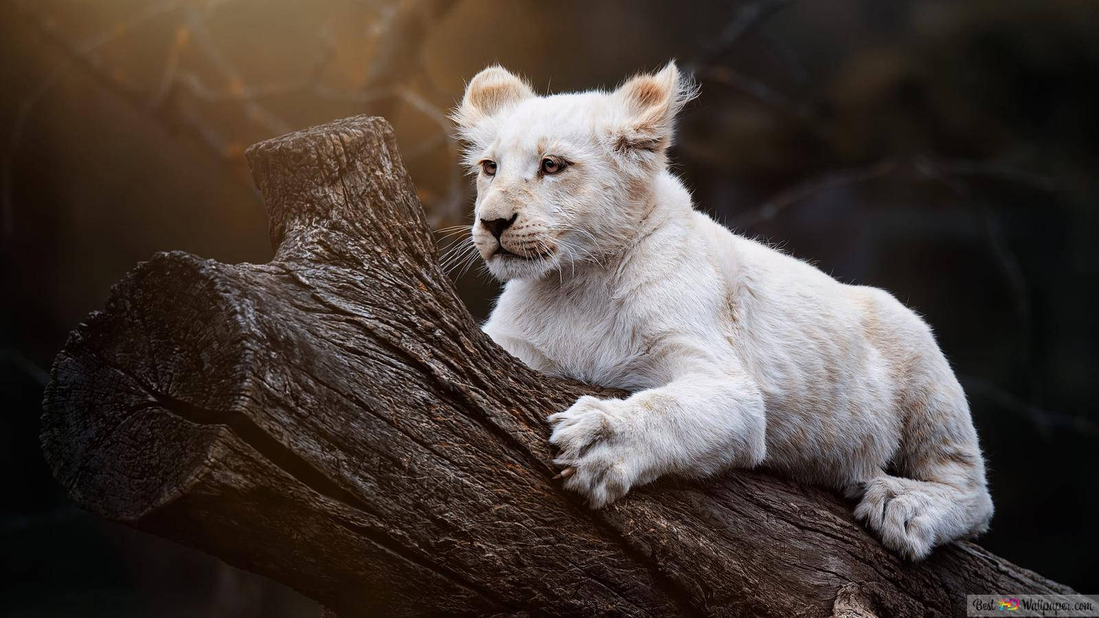 Majestic White Baby Lion Background