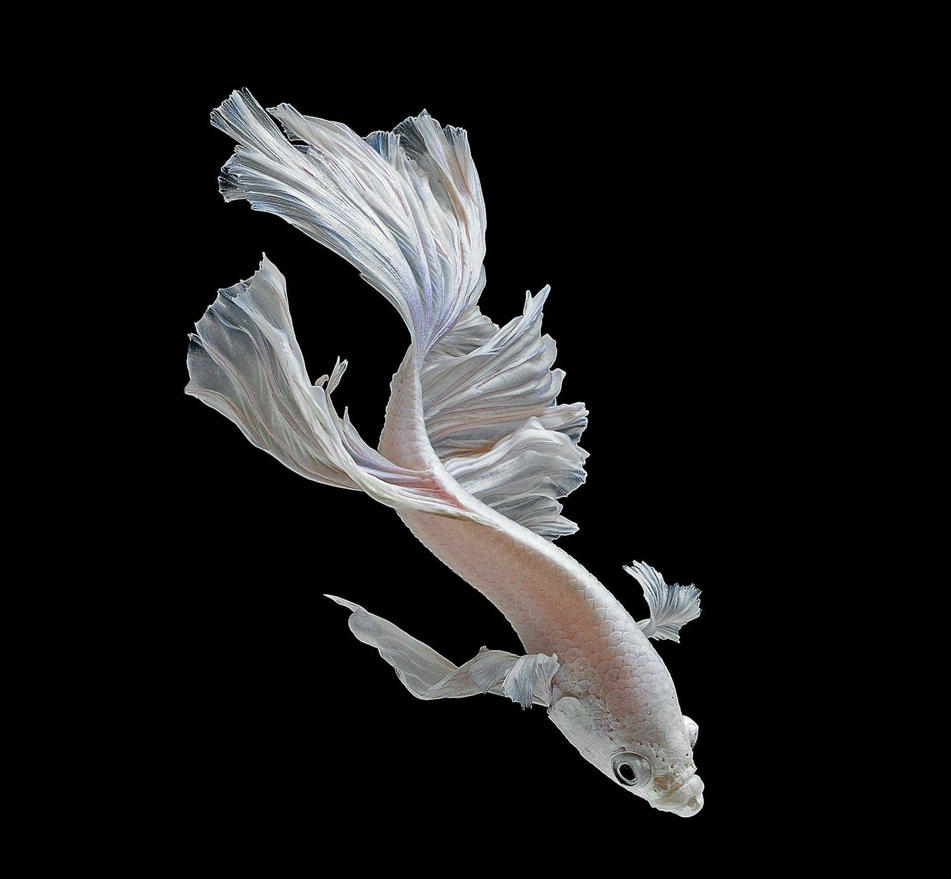 Majestic White Betta Fish Swirling In Crystal Clear Water