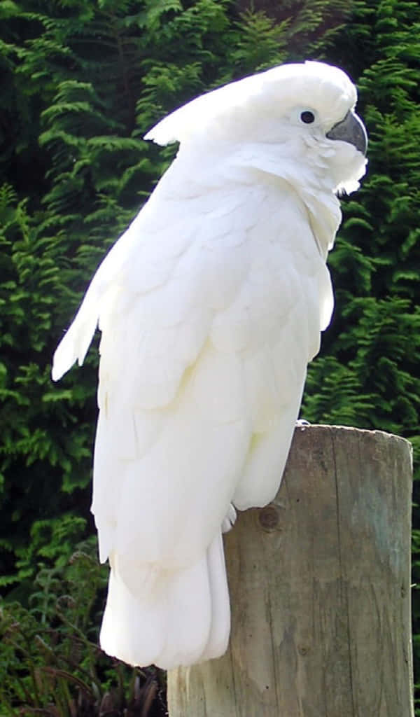 Majestic_ White_ Cockatoo_ Perched_ Outdoors.jpg Background