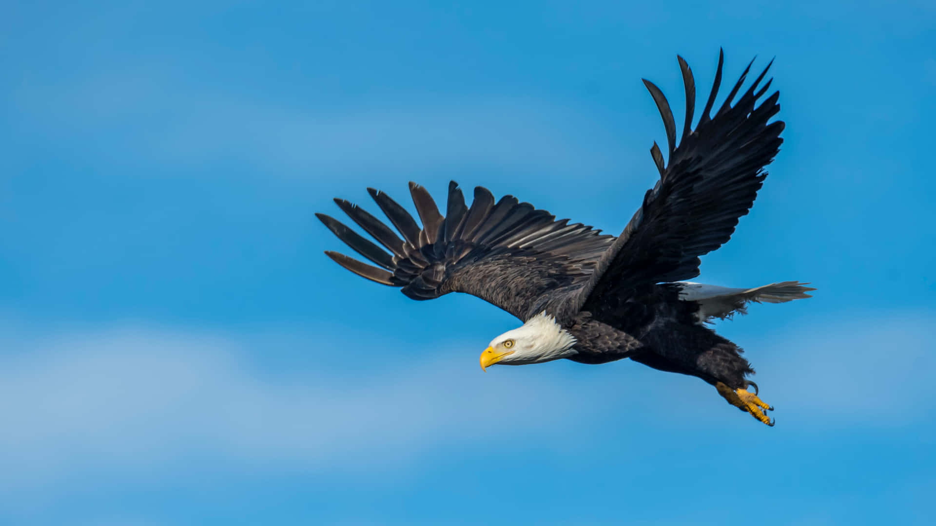 Majestic White-headed Eagle Soaring High Background