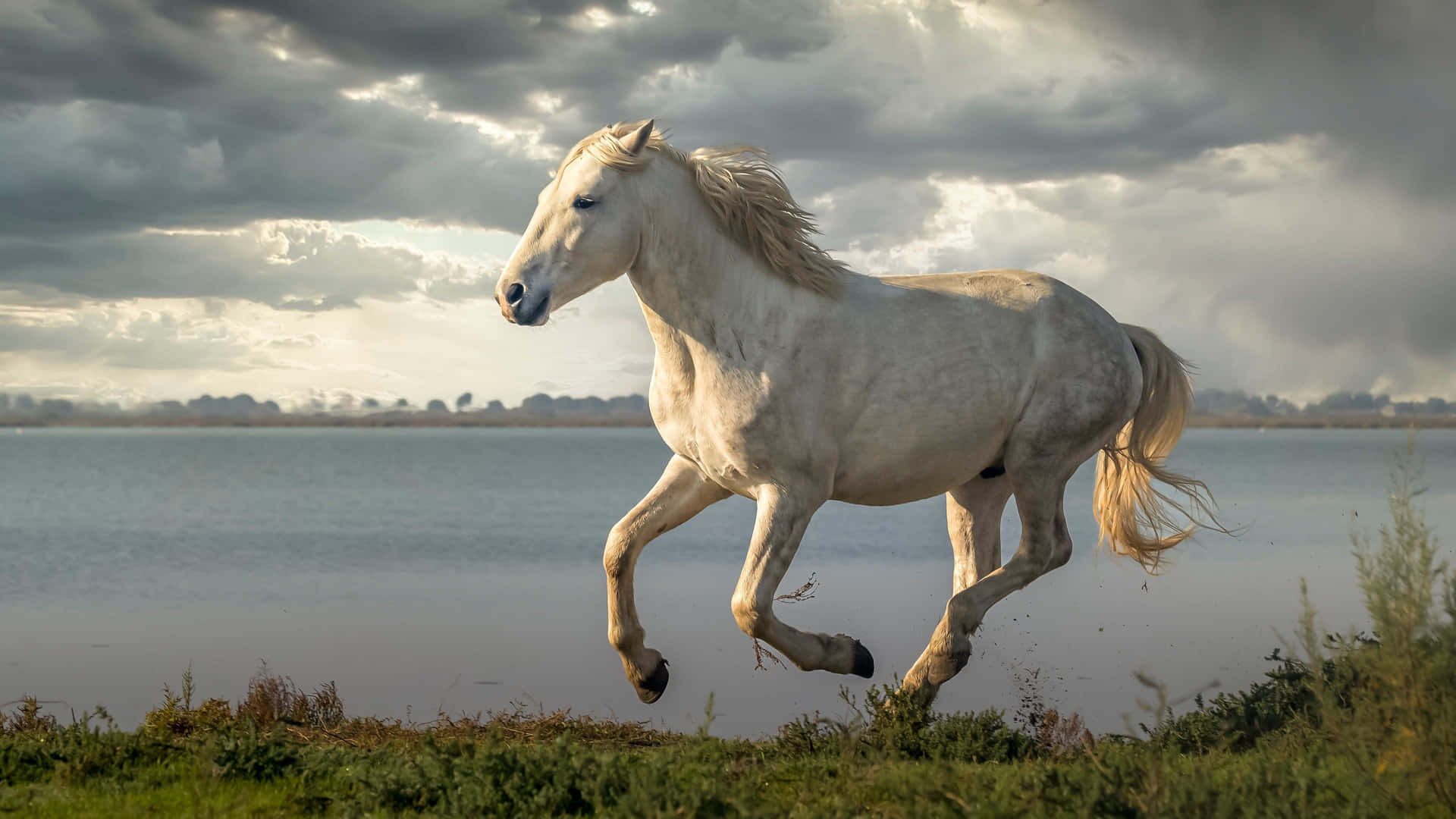 Majestic White Horse Galloping Beside Water