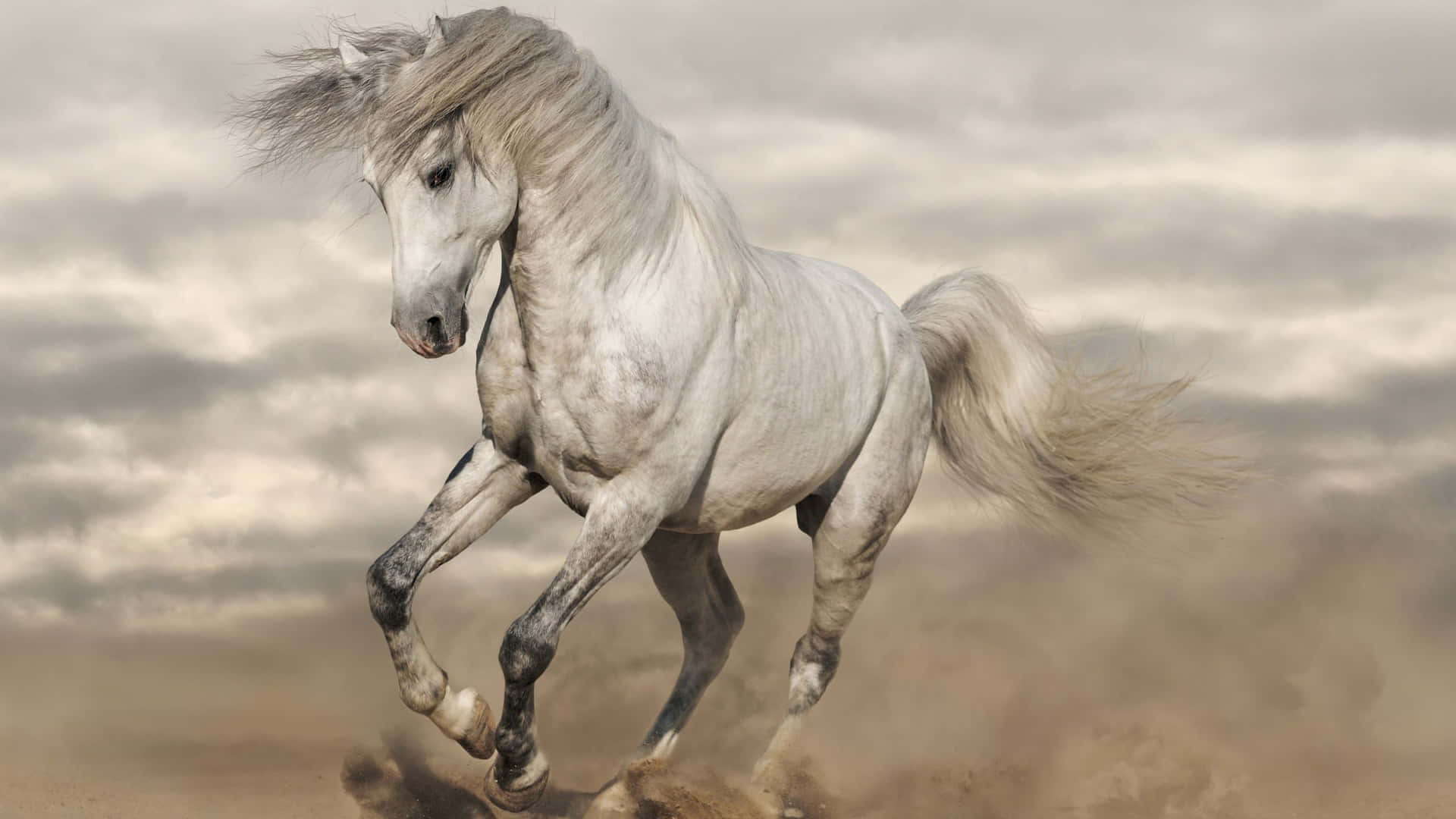 Majestic White Horse Galloping