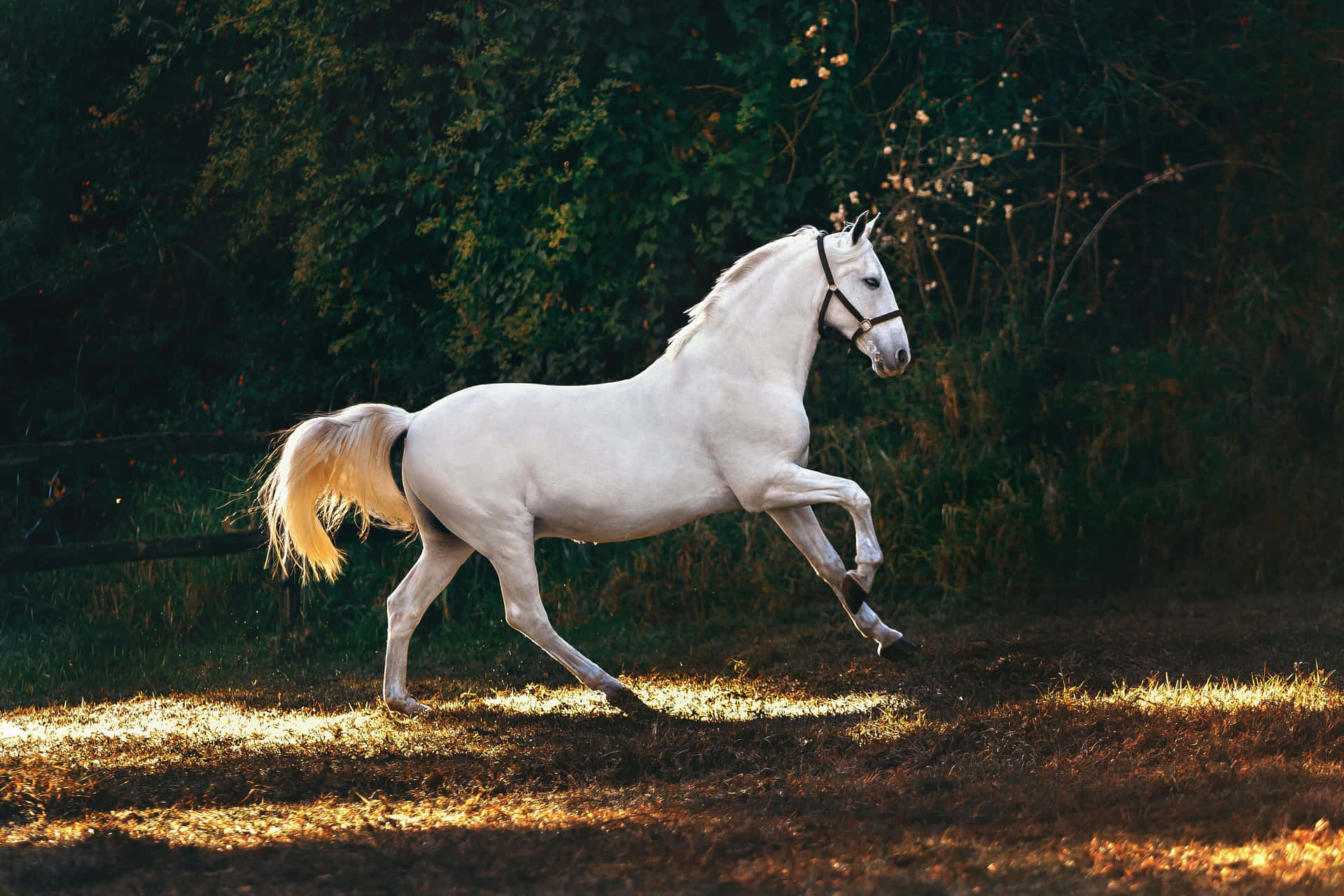 Majestic White Horsein Sunlight Background