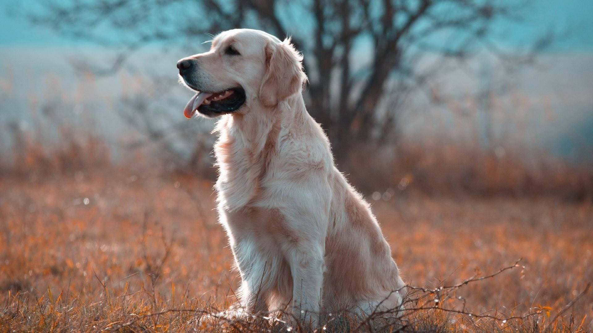 Majestic White Labrador In A Serene Setting Background