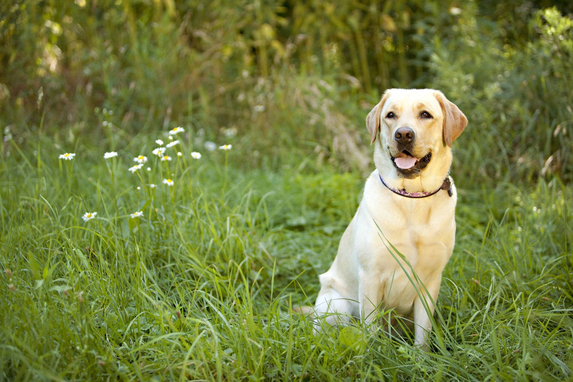 Majestic White Labrador Retriever Enjoying Outdoors Background