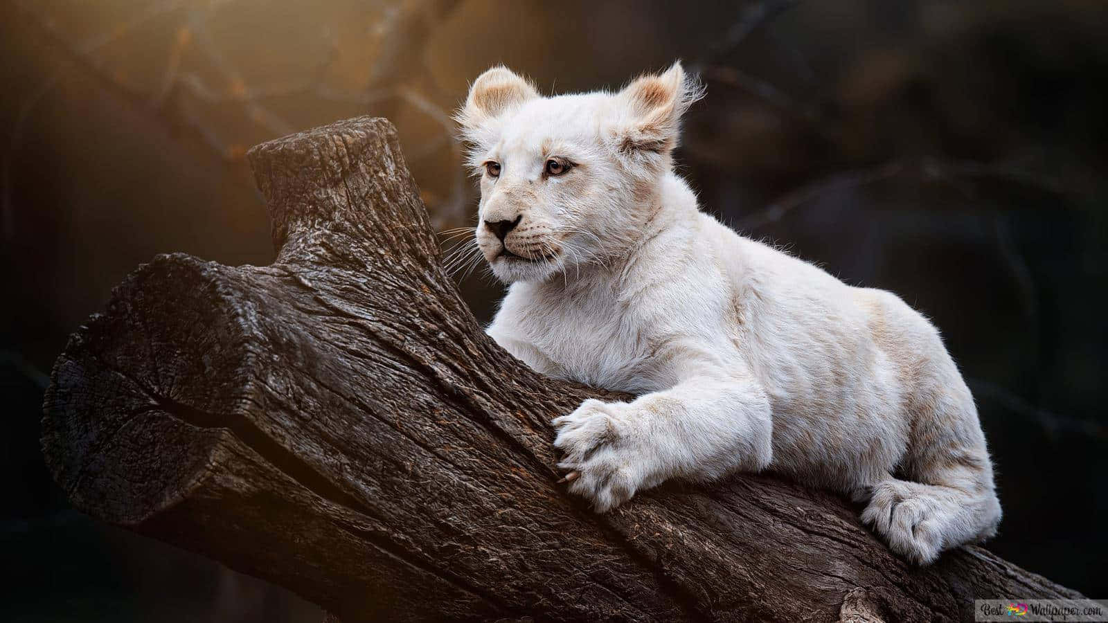 Majestic White Lion Cub