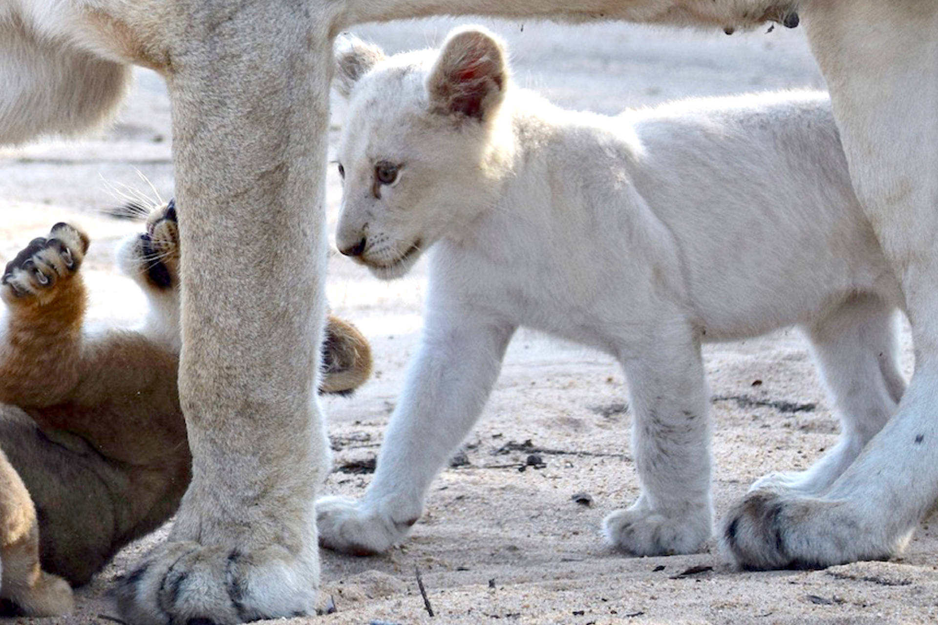 Majestic White Lion Cub Exploring The Wild Background