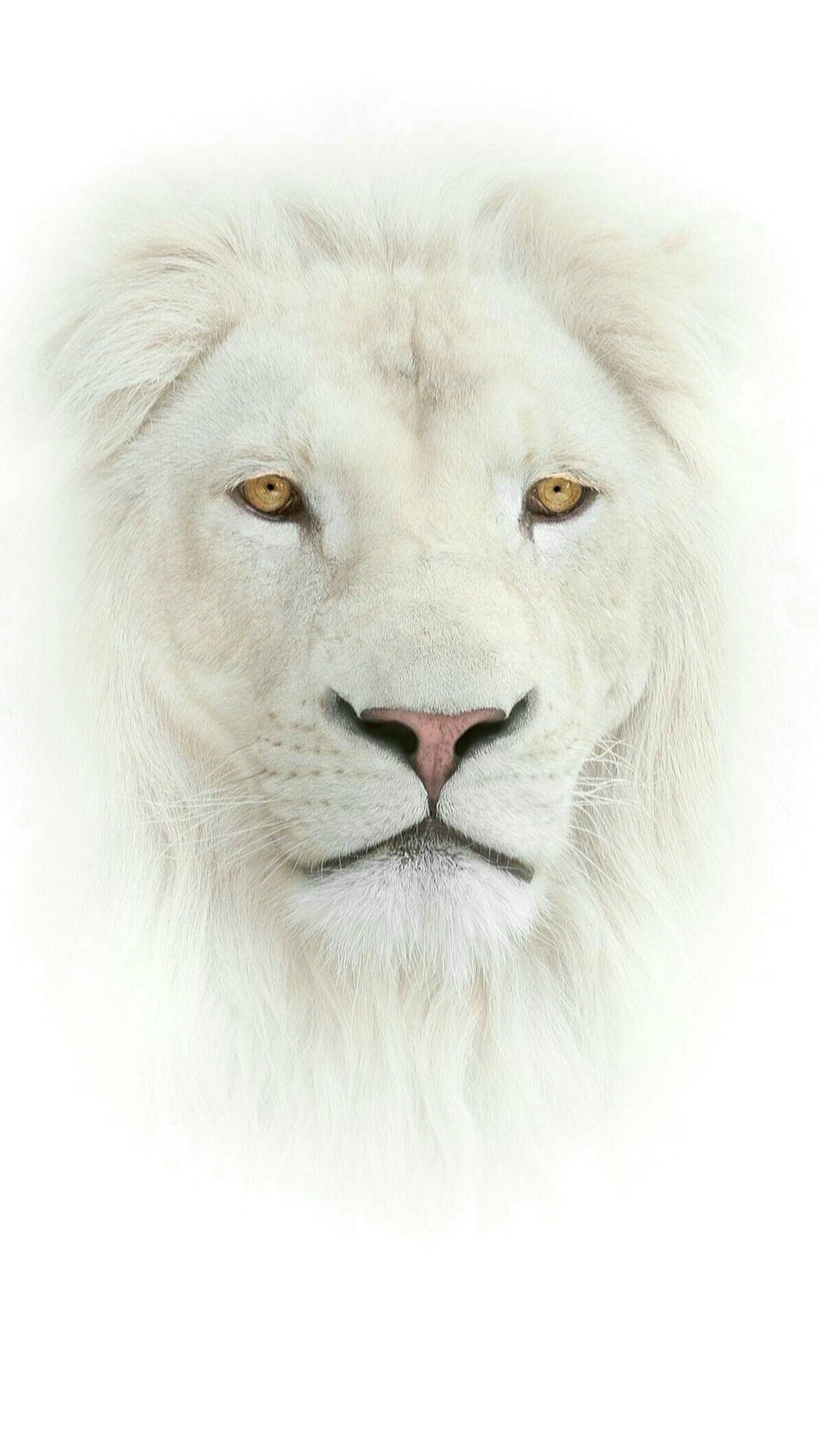 Majestic White Lion Phone Wallpaper Background