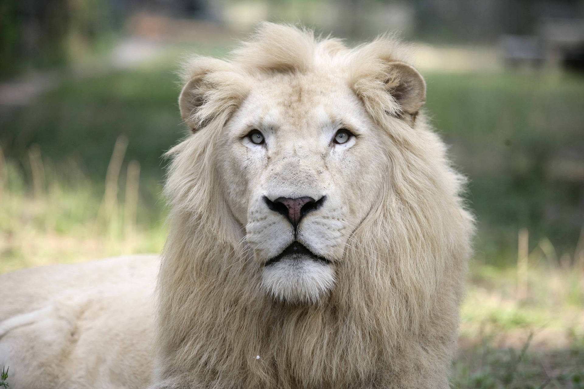 Majestic White Lion With A Thick Mane Background