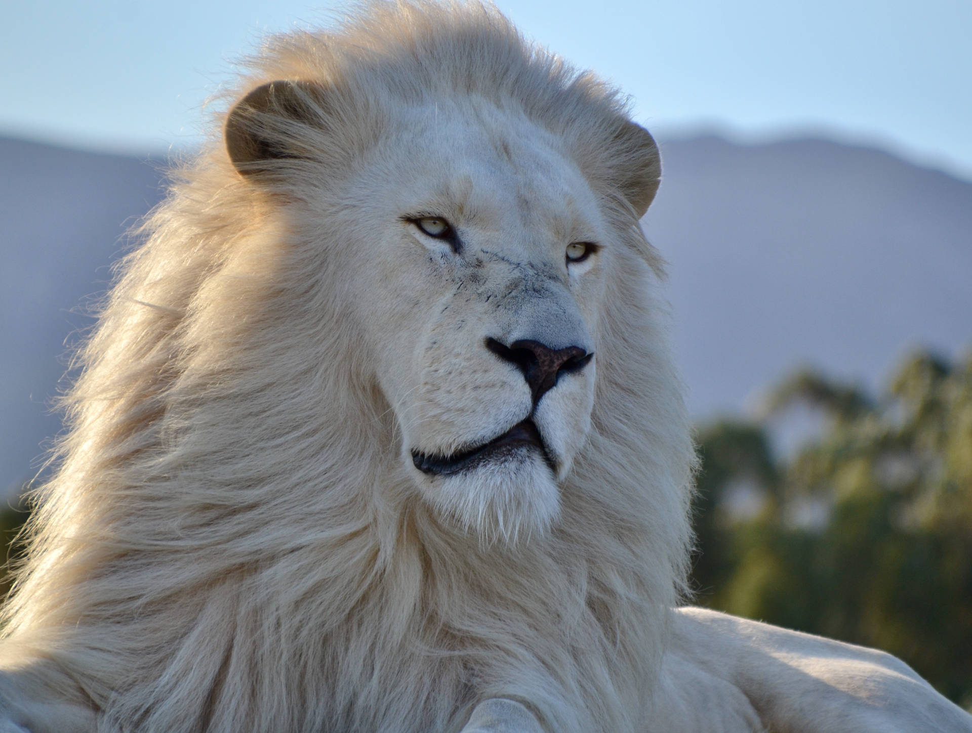 Majestic White Lion Background