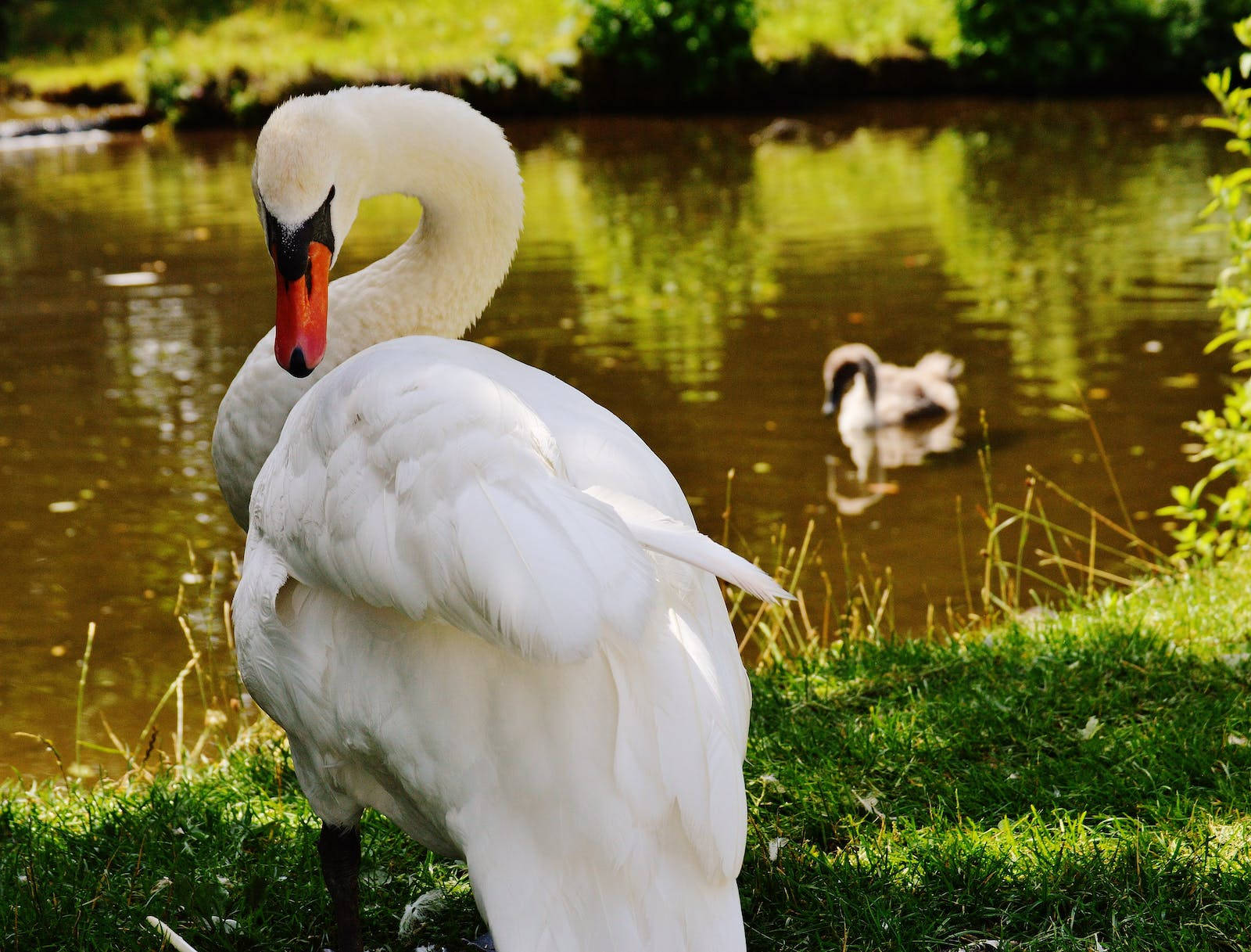 Majestic White Mute Swan In Its Serene Habitat