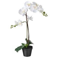 Majestic White Orchid Plant Background