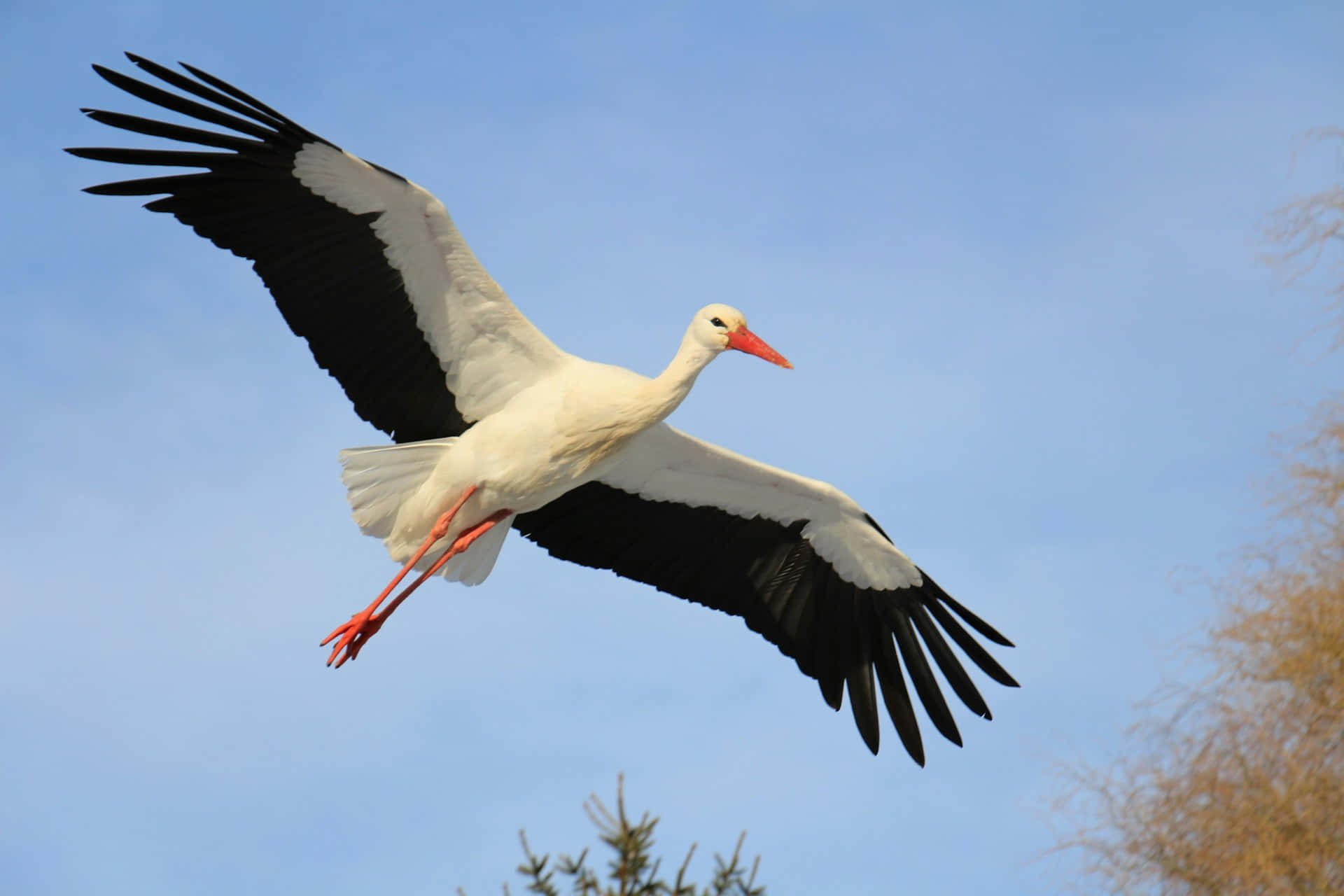 Majestic White Stork In Flight