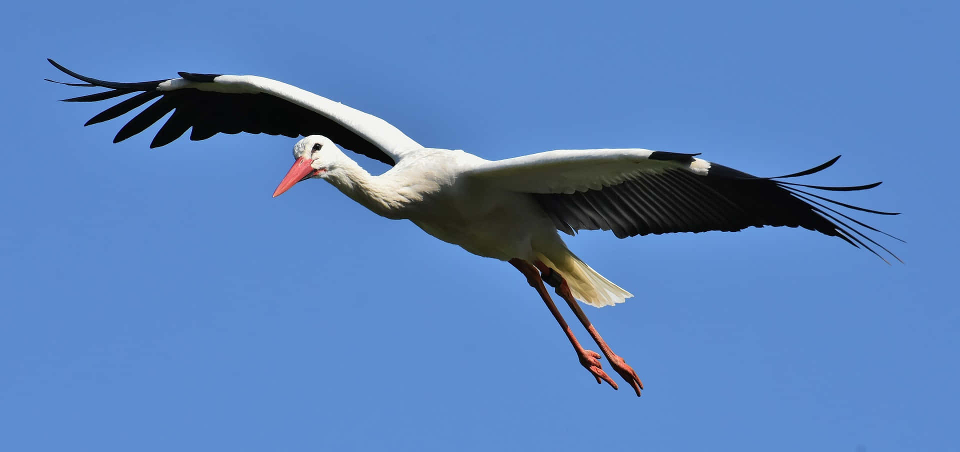 Majestic White Stork In Flight Background