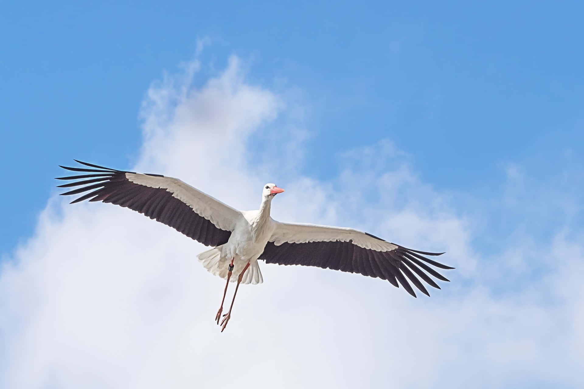 Majestic White Stork In Flight