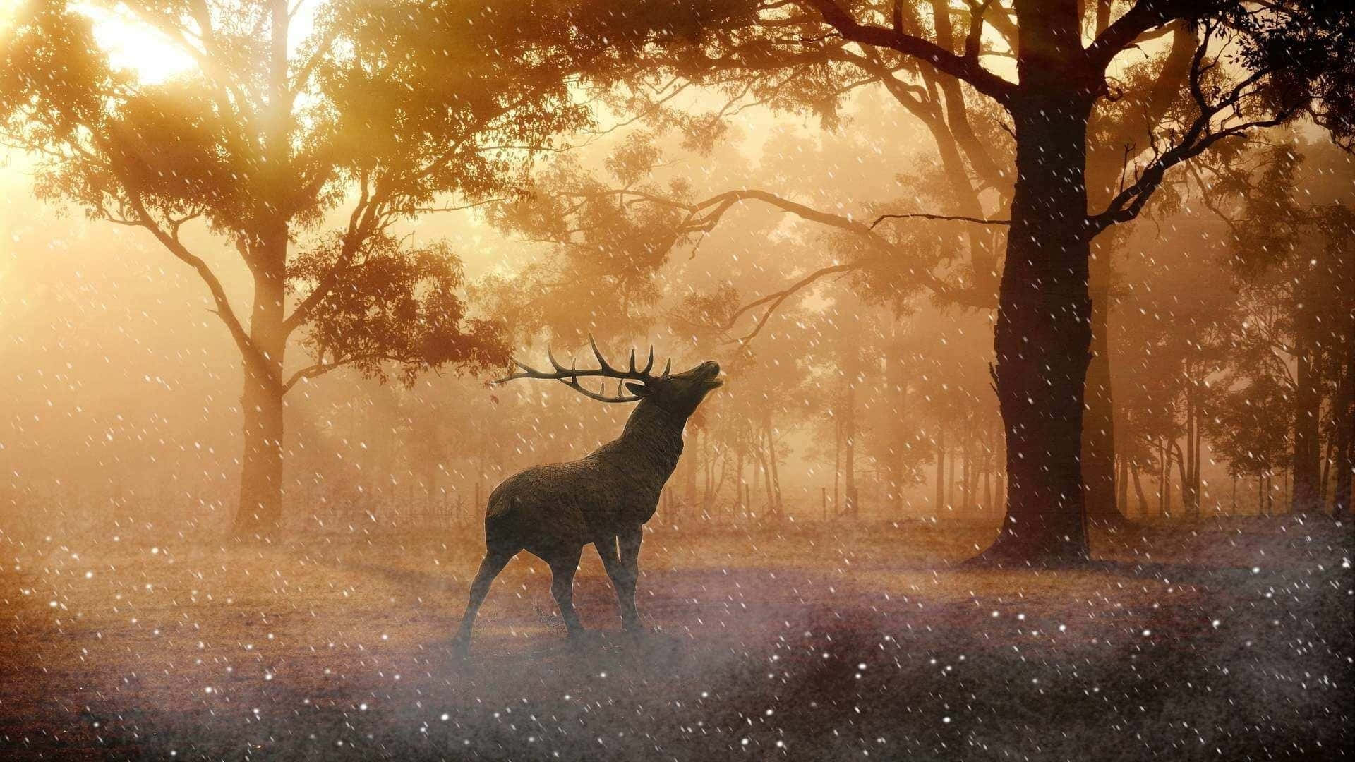Majestic White-tailed Deer Set Against A Serene Forest Backdrop Background