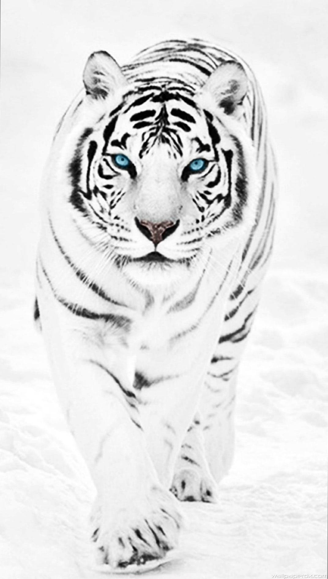 Majestic White Tiger In The Snow Background
