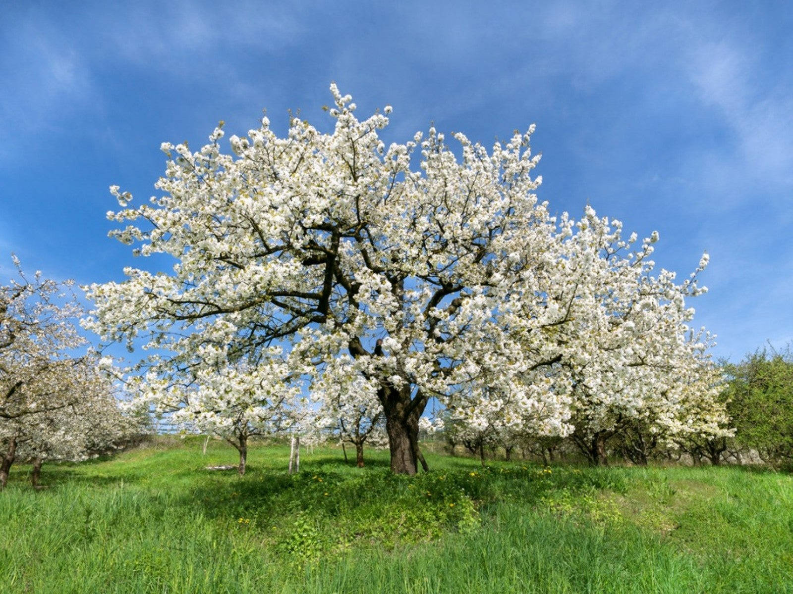 Majestic White Tree Basking In The Winter Sun Background