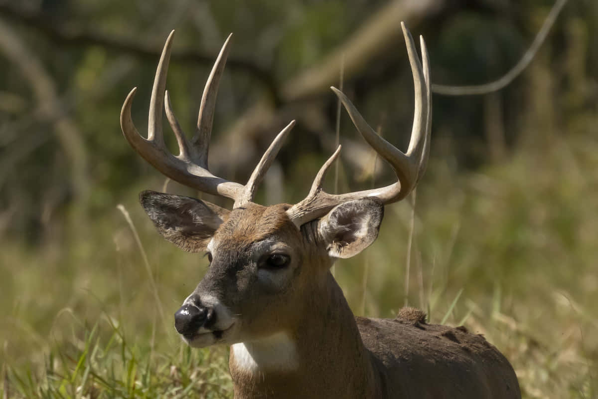 Majestic Whitetail Deer Foraging In A Forest Background
