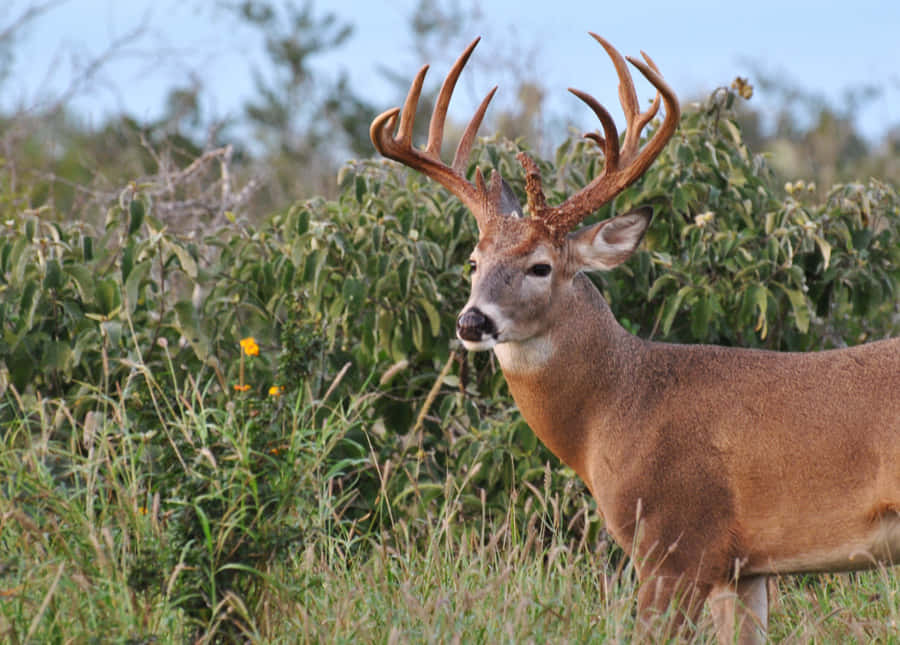Majestic Whitetail Deer Grazing In A Field Background