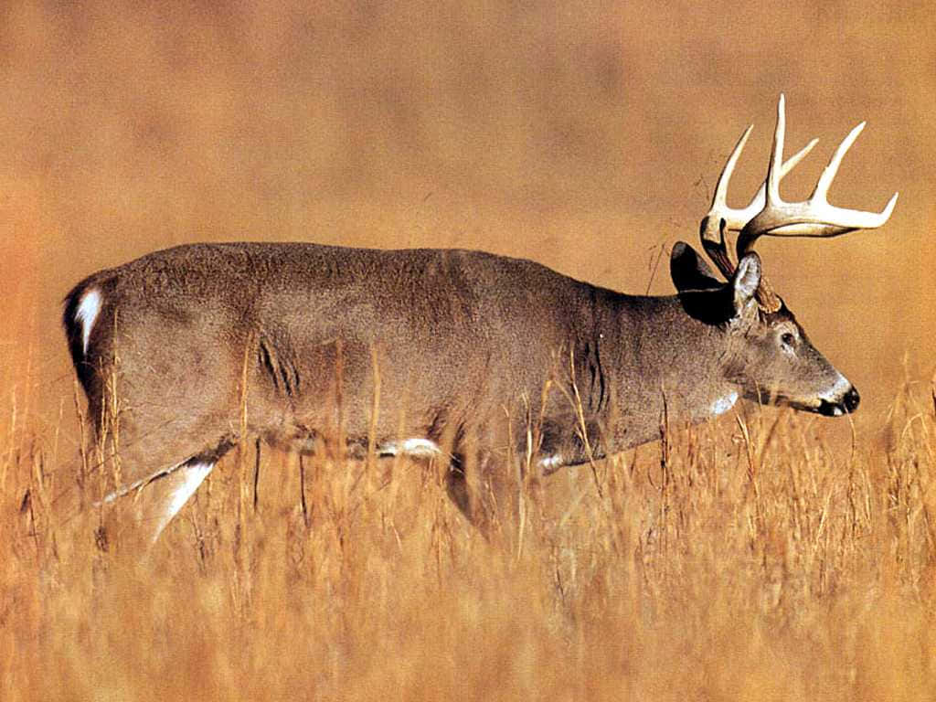 Majestic Whitetail Deer Grazing In A Forest Background