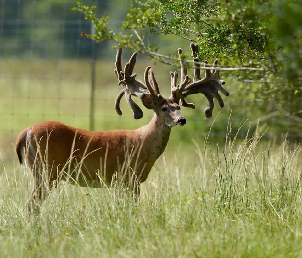 Majestic Whitetail Deer Pausing In Its Natural Habitat Background