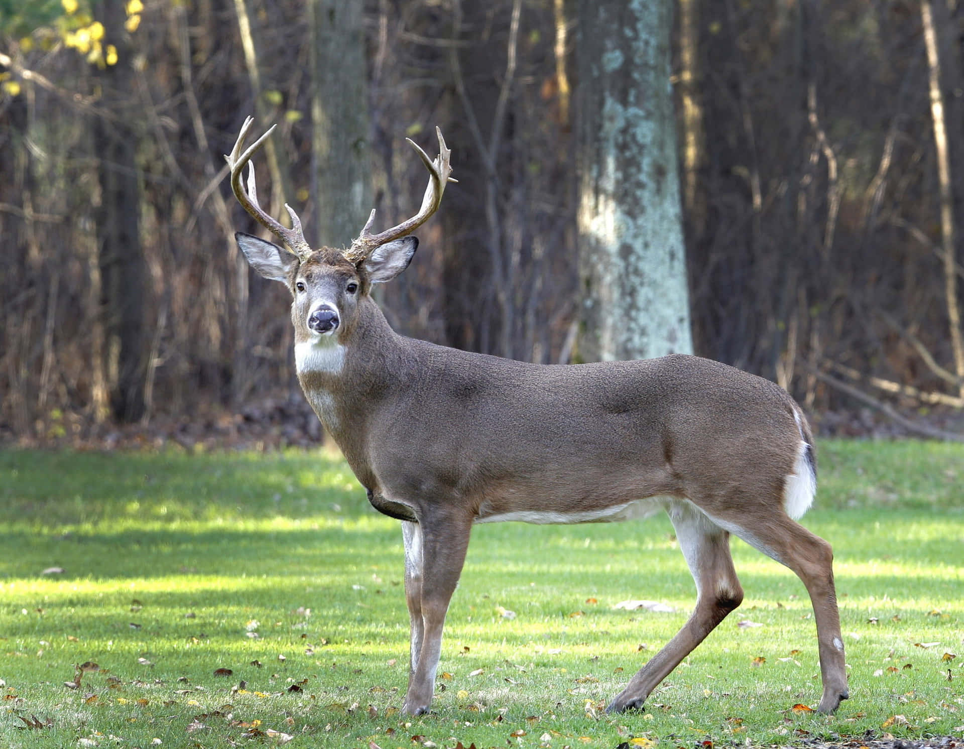 Majestic Whitetail Deer Standing In A Forest Meadow Background