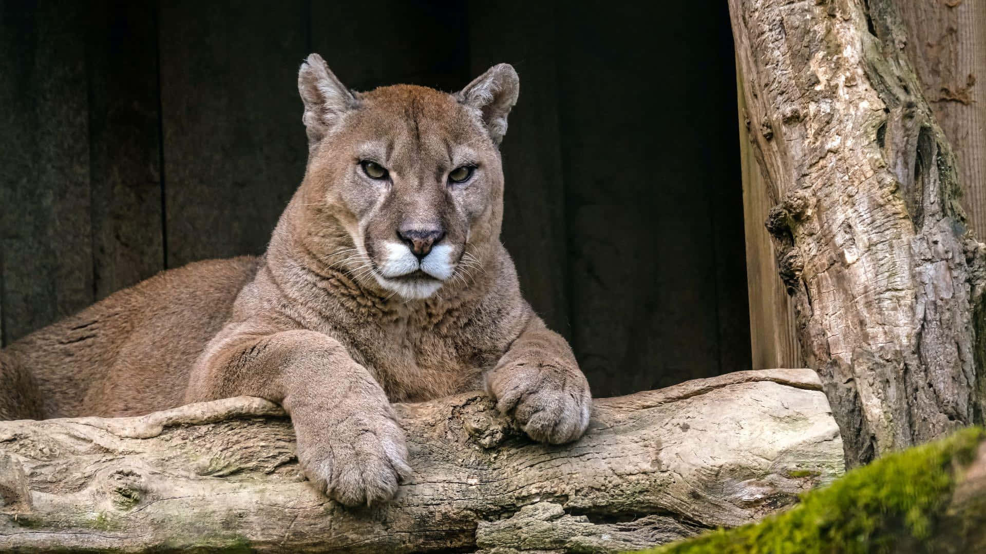 Majestic Wild Cougar Background