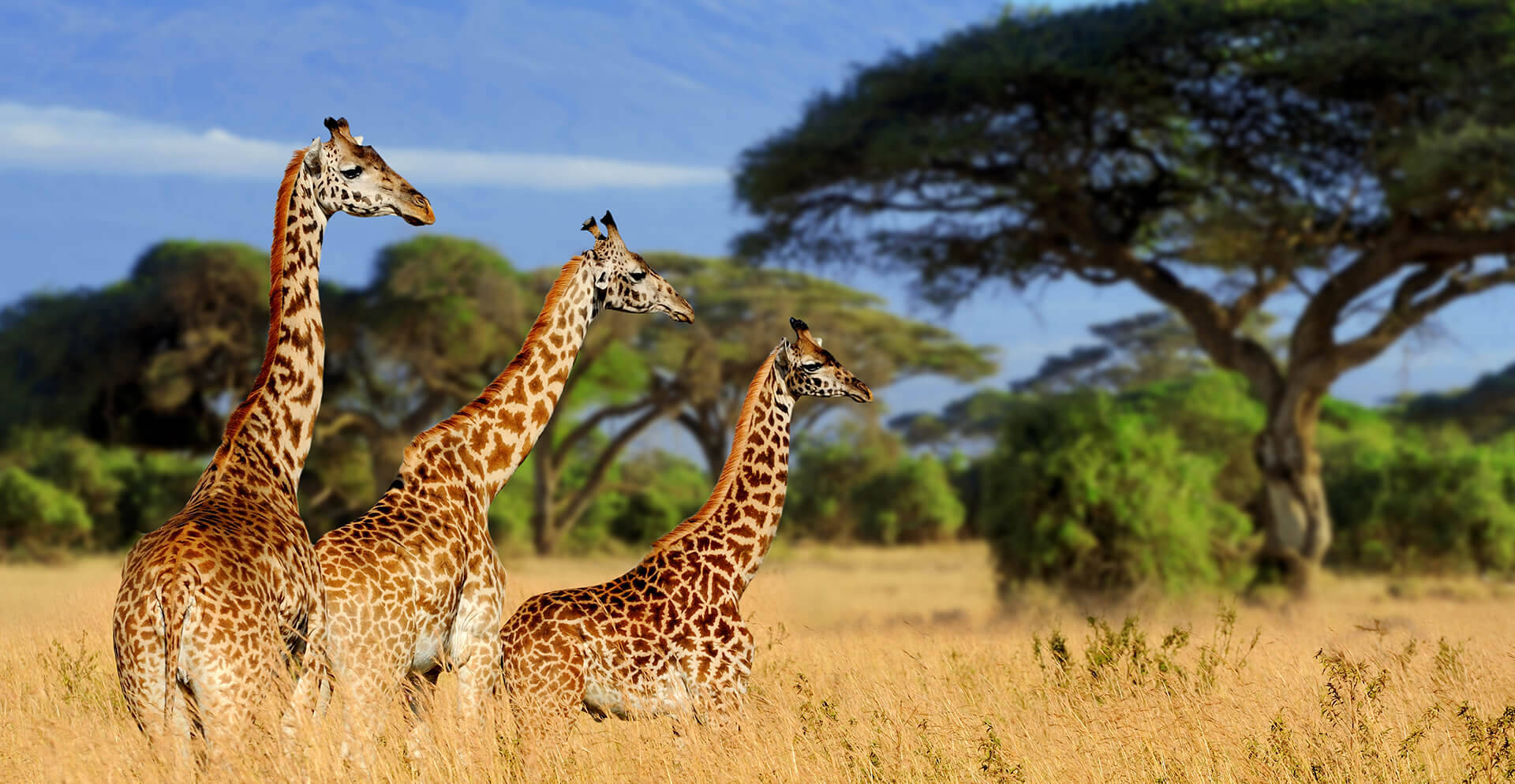 Majestic Wilderness In The Heart Of Tanzania, Tarangire National Park Background