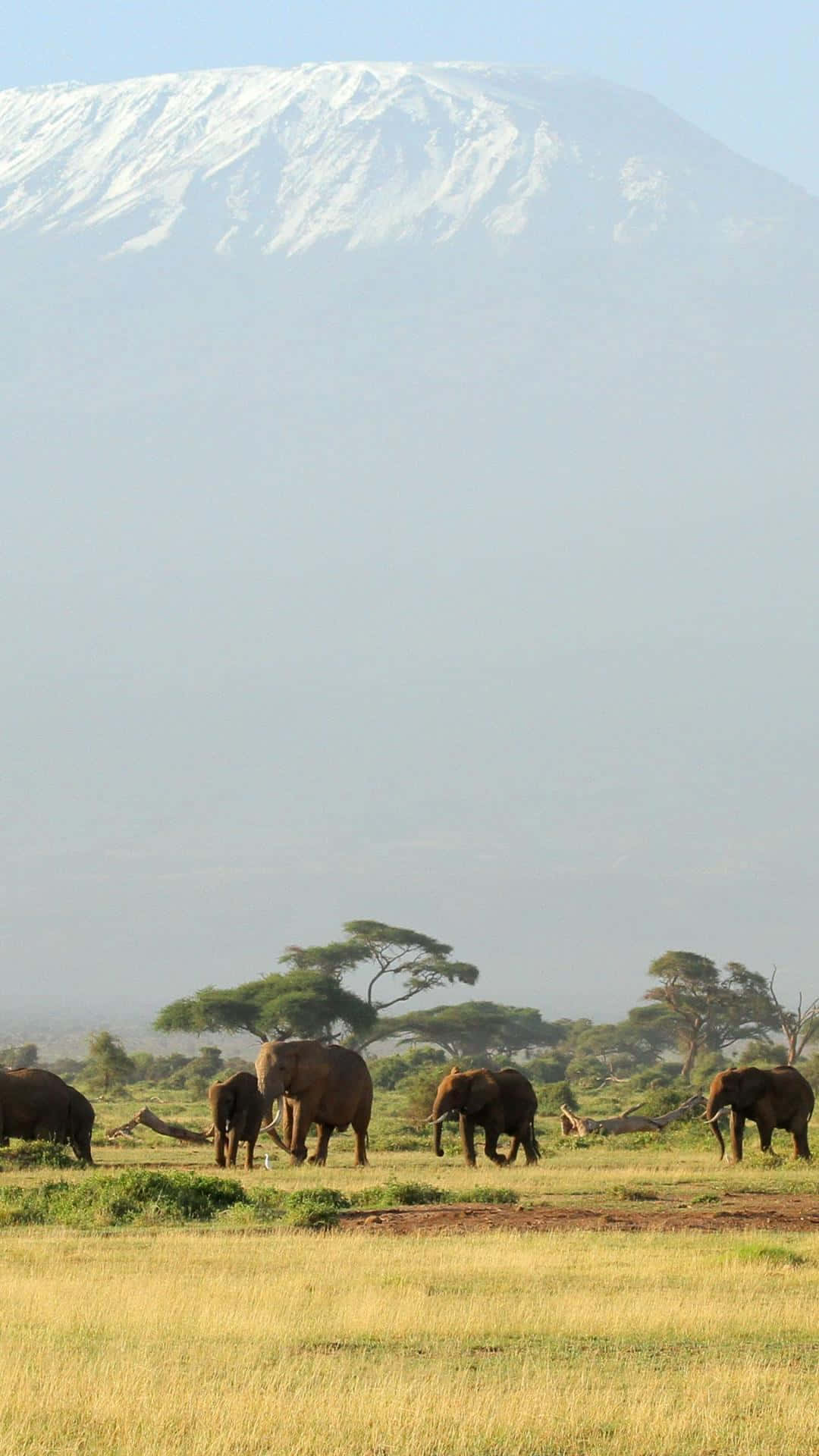 Majestic Wildlife At The Peak Of Mount Kilimanjaro Background