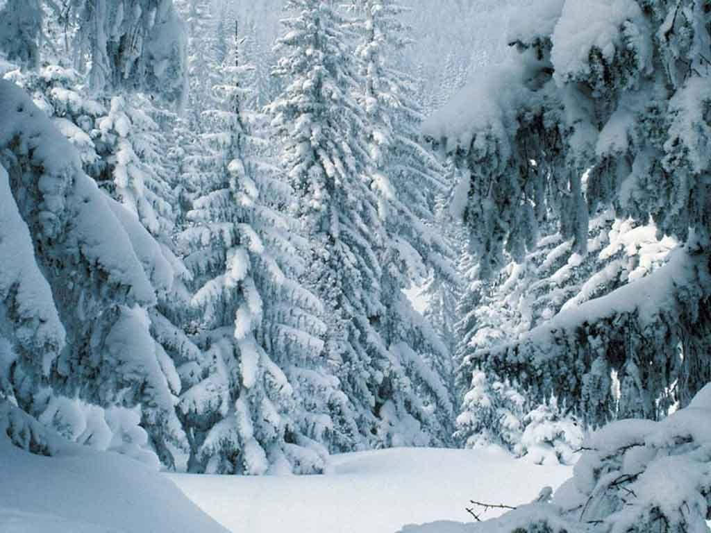 Majestic Winter Scenery In A Pine Forest Background