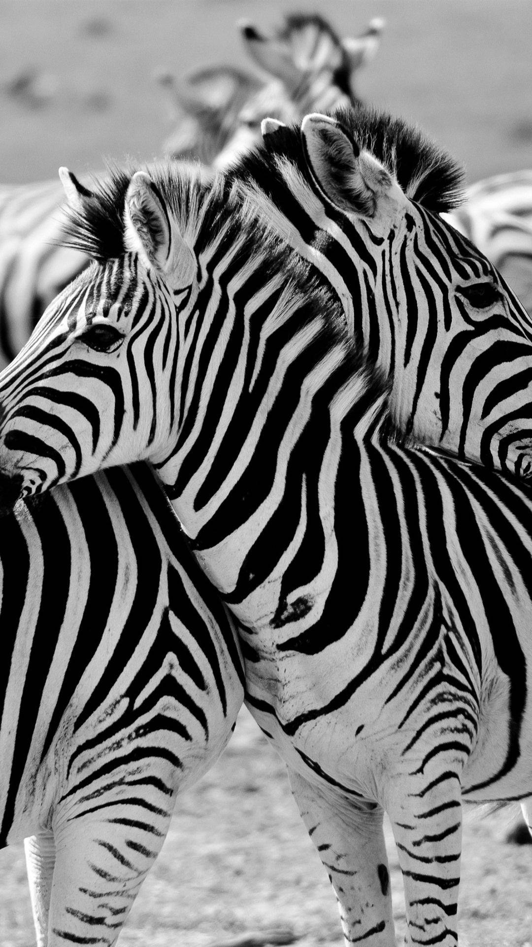 Majestic Zebras In The Wild African Plains With An Iphone Background
