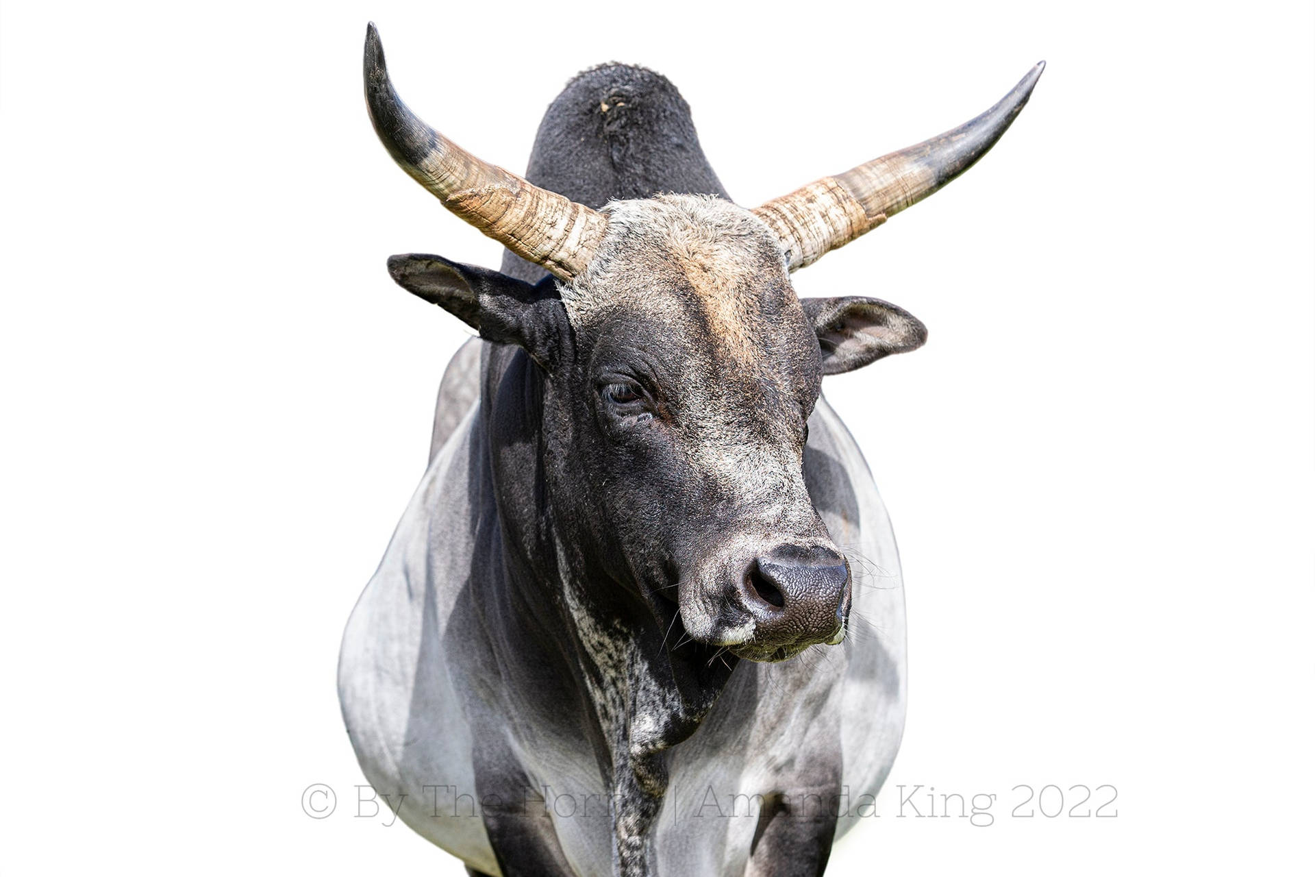 Majestic Zebu Cow With Prominent Horns Background