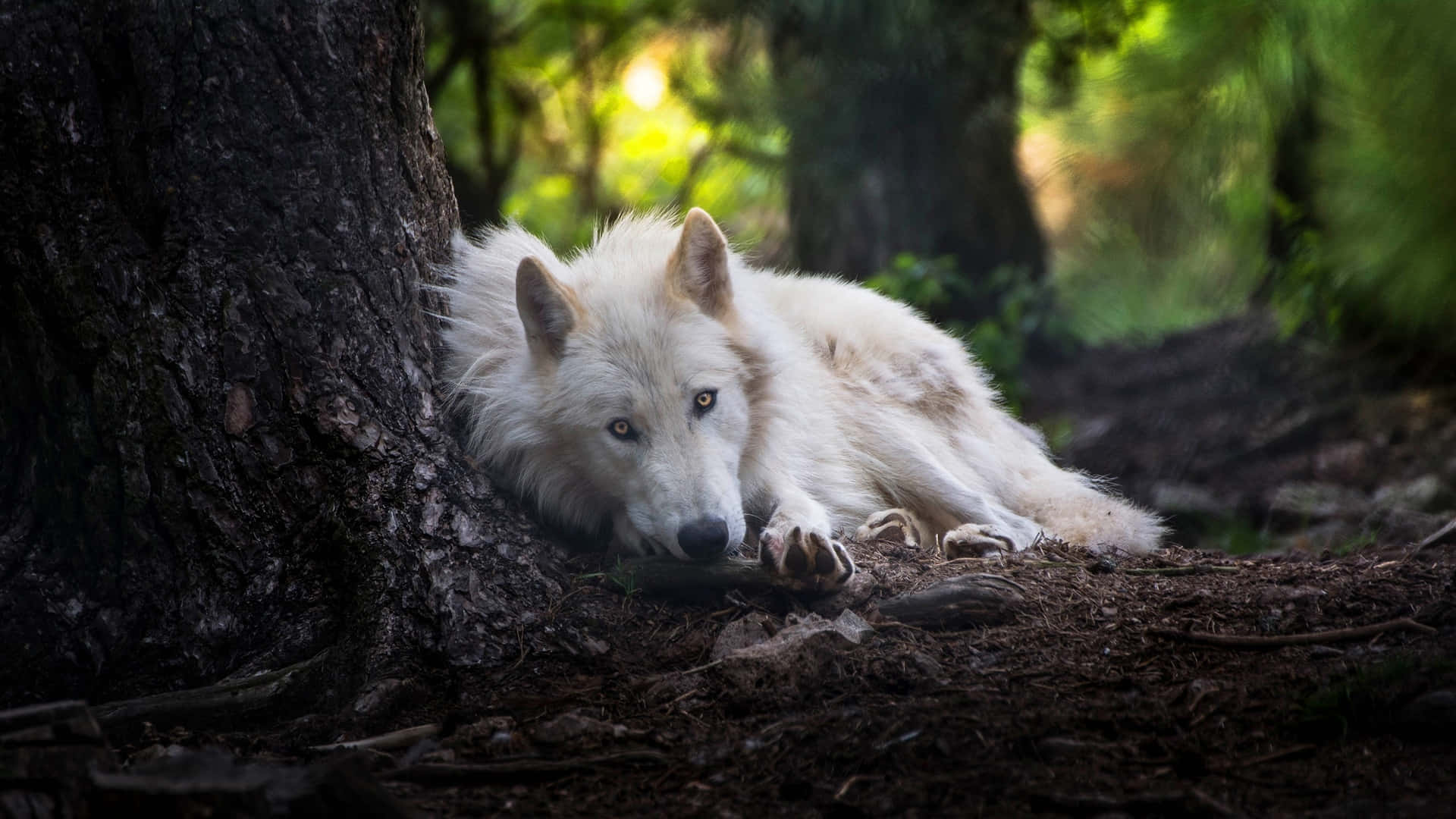 Majesty Of The Wild - A Regal Pretty Wolf Takes In His Surroundings Background