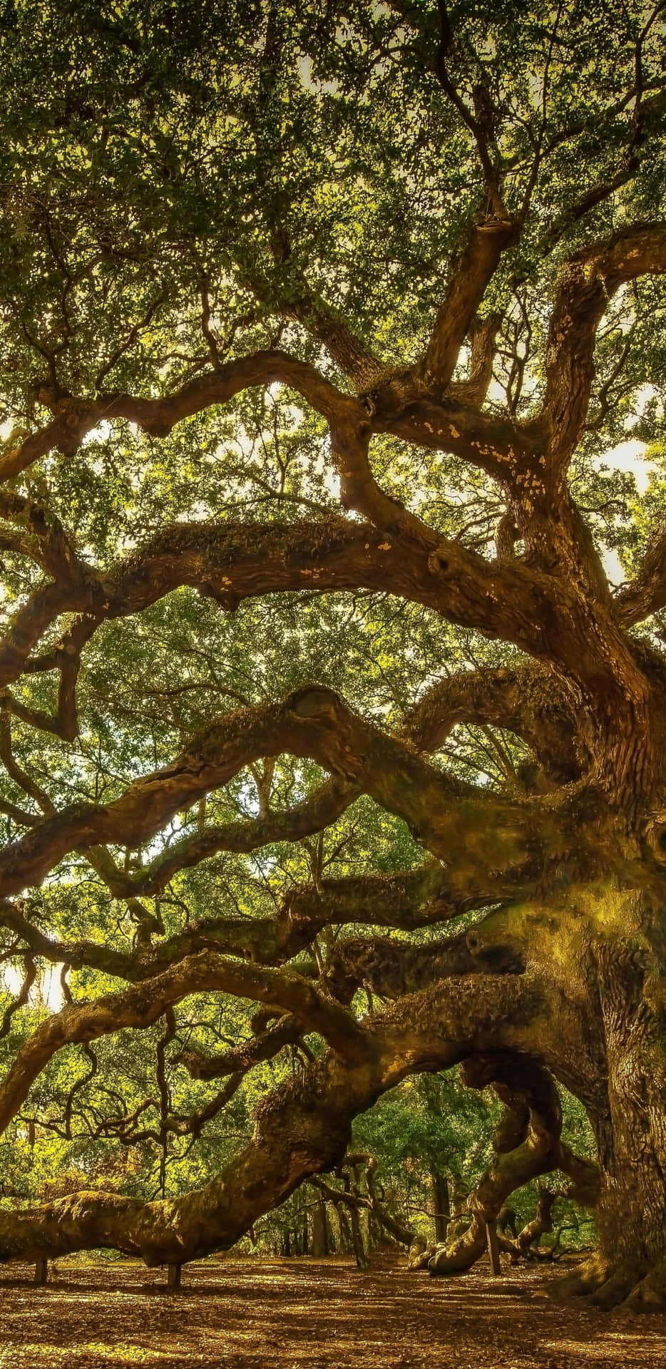 Make A Direct Connection With Nature Background