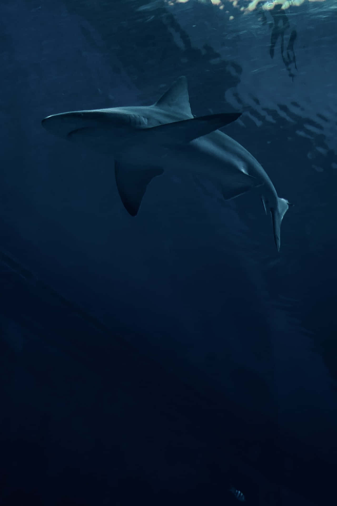 Make A Splash With Cool Shark! Background