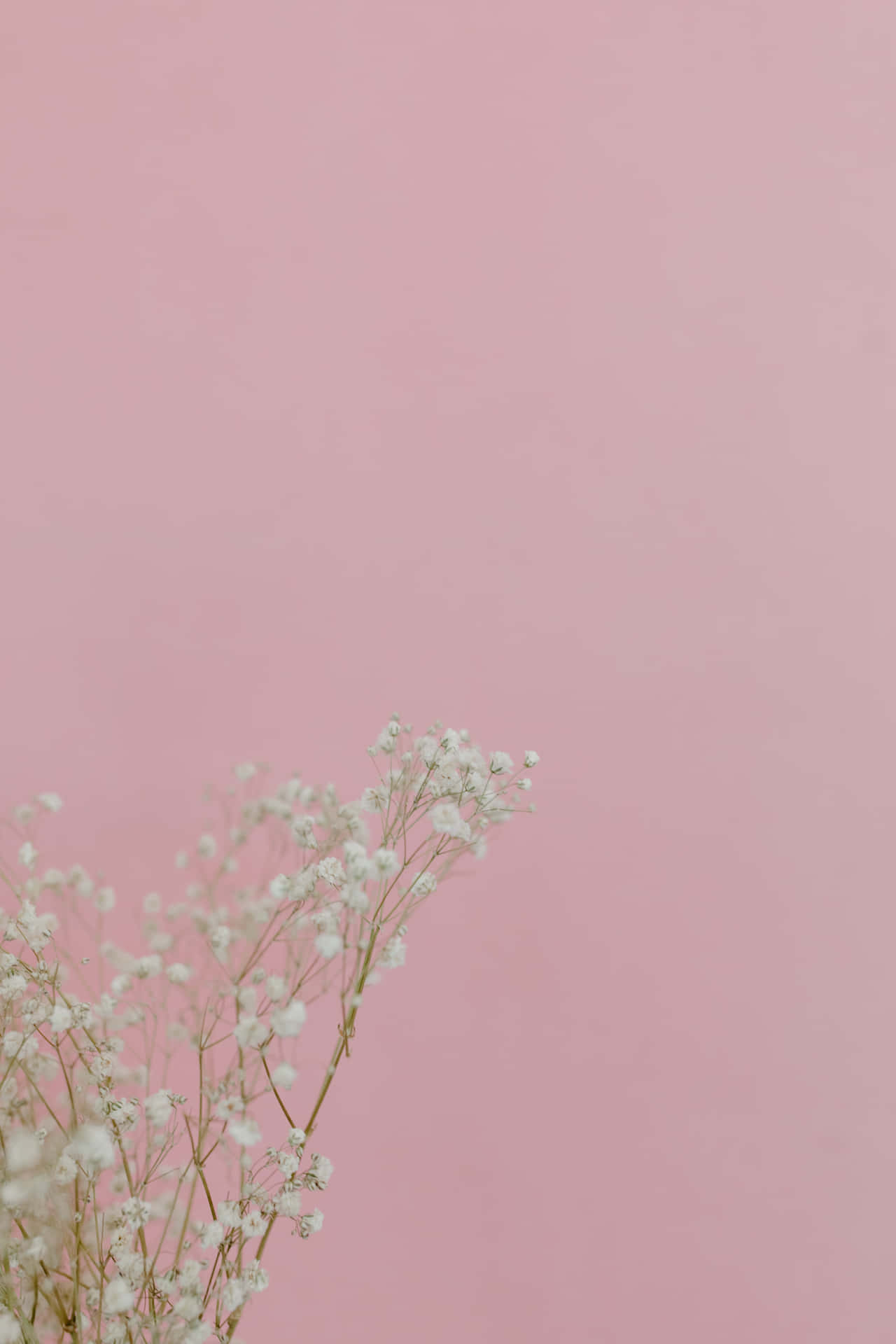 Make A Statement With Baby Pink Aesthetic. Background