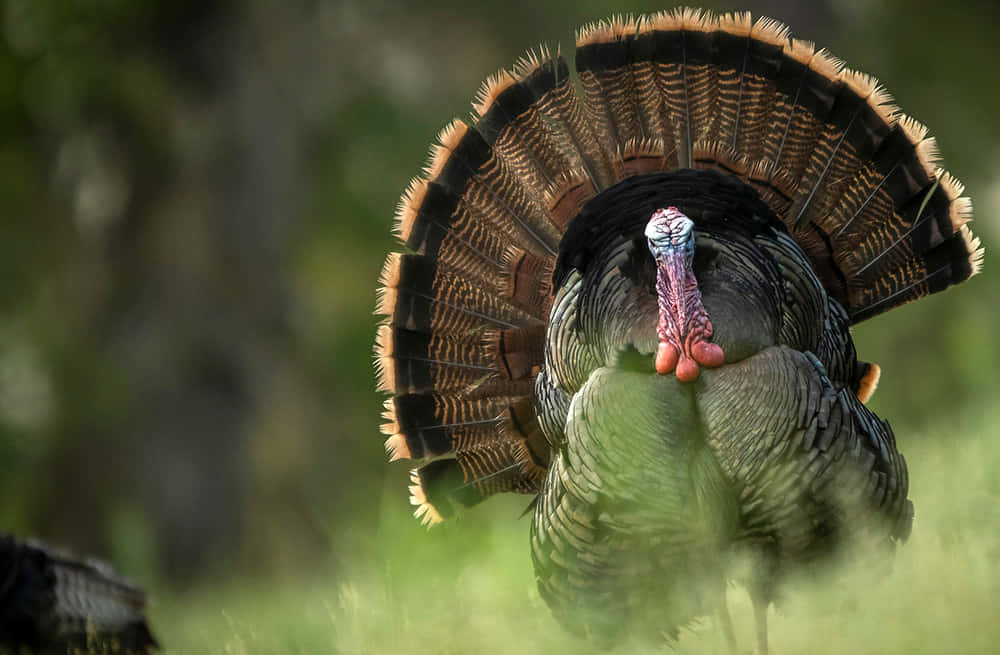 Make The Most Of Your Thanksgiving Weekend – Get Out And Go Turkey Hunting. Background