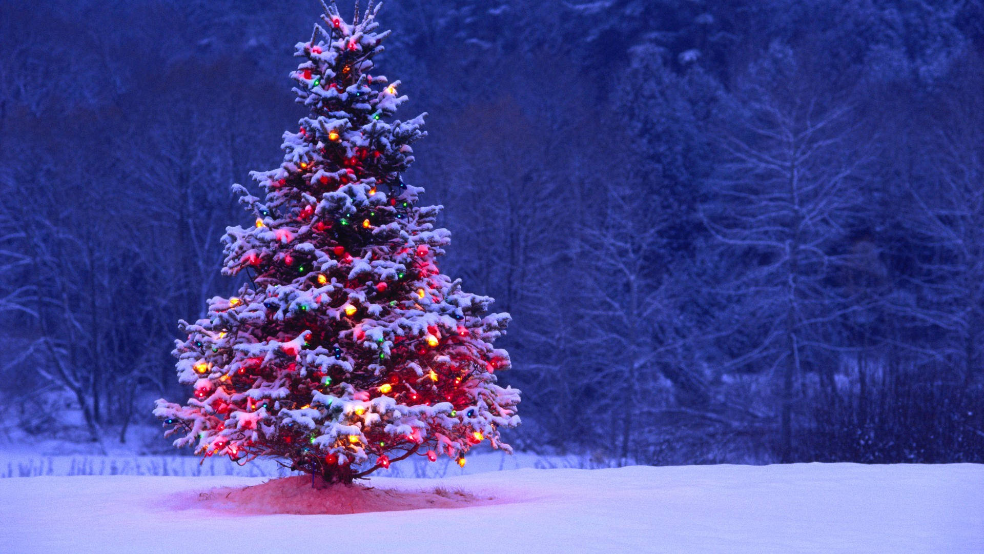 Make Your Christmas Magical With A Winter Walk Through The Forest Background