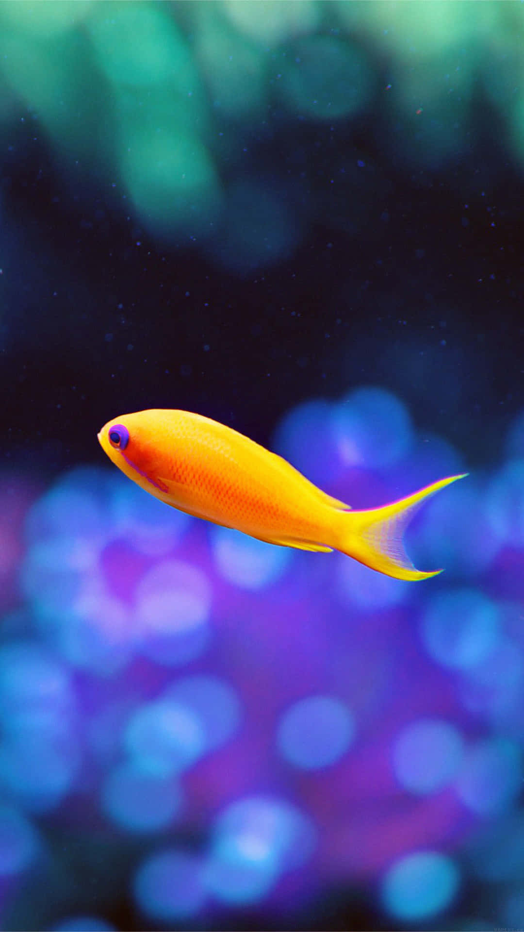 Make Your Day More Cheery With A Cute Animal On Your Phone! Background