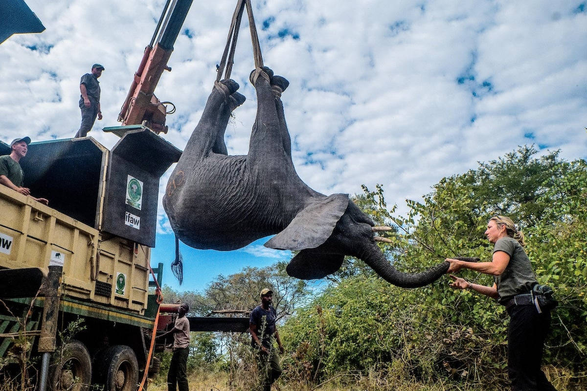 Malawi Elephant Raising Crane