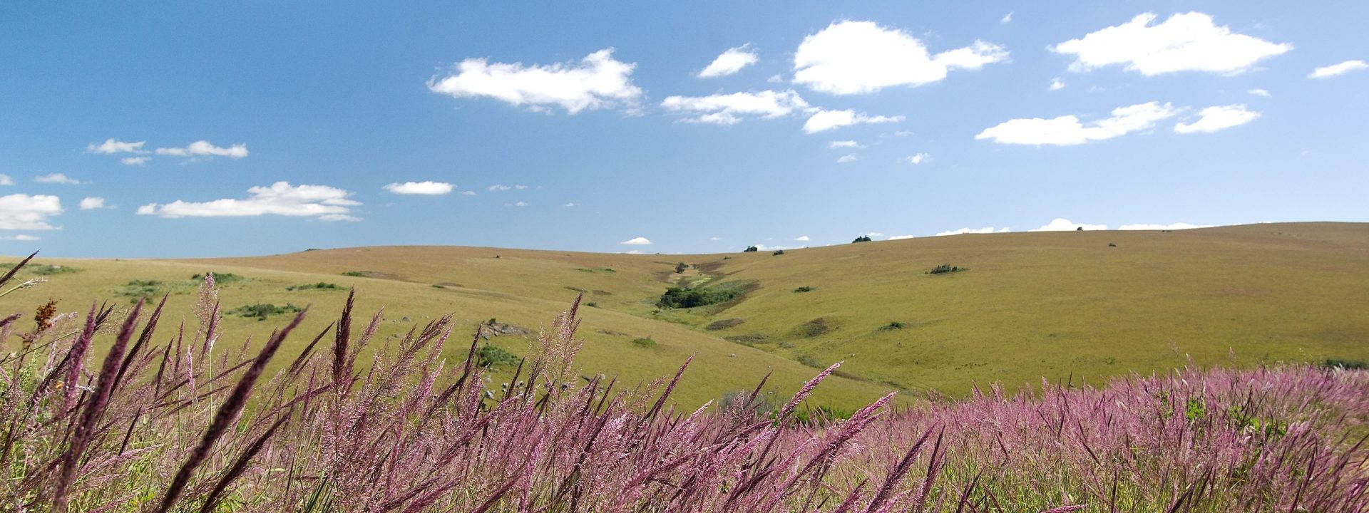 Malawi Grass Field Flowers