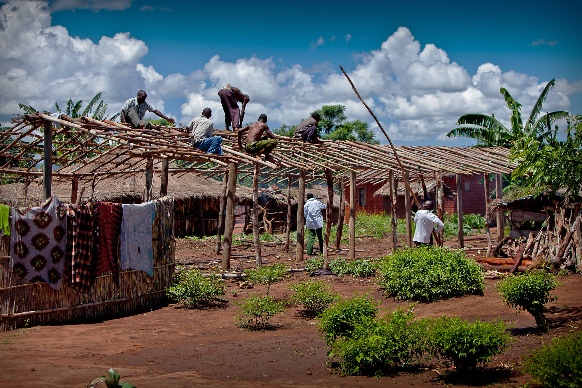 Malawi People Constructing Wooden House