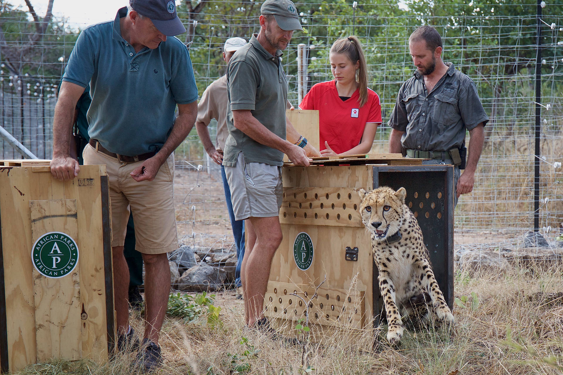 Malawi Workers Releasing Leopards Background