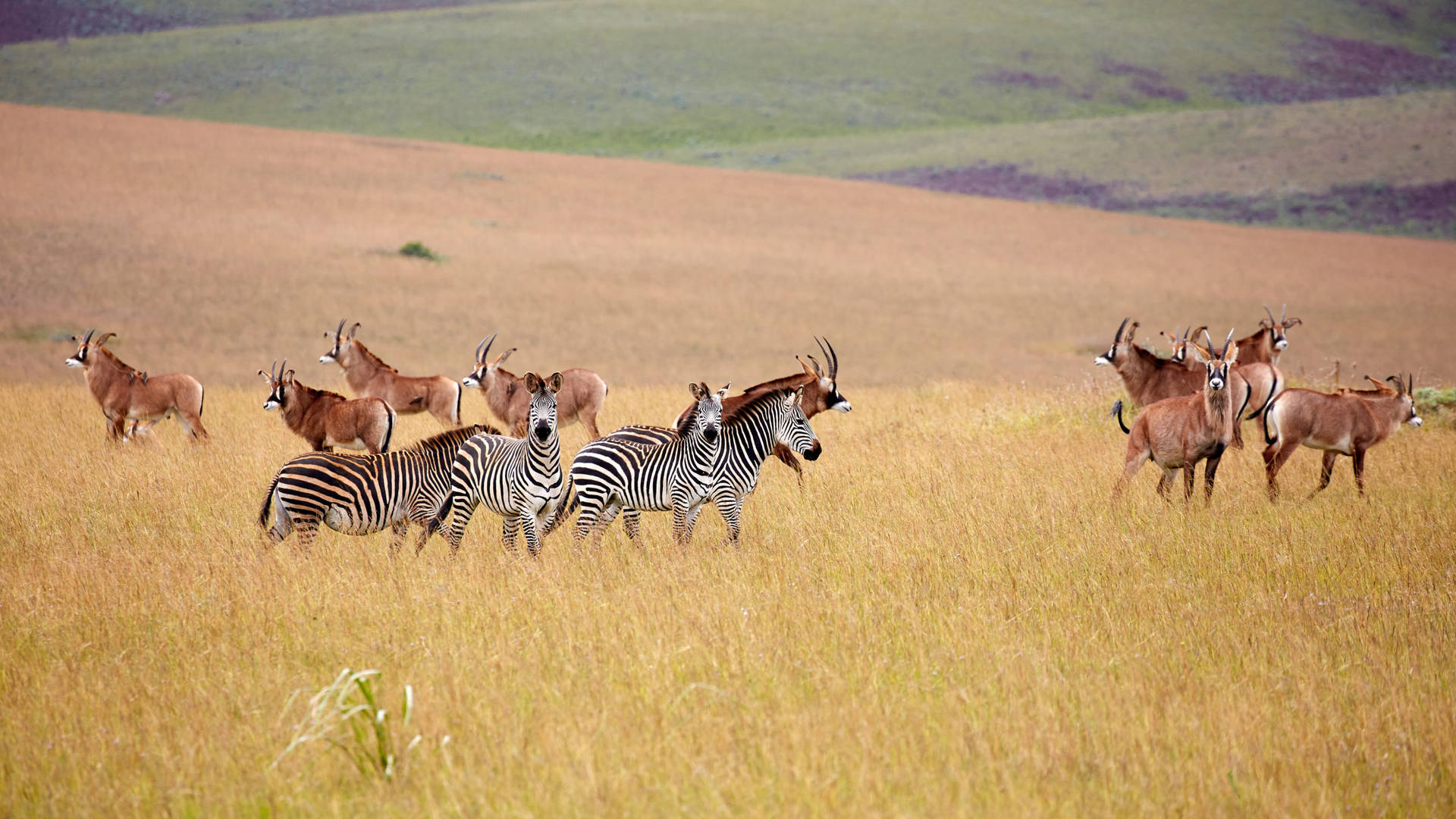 Malawi Zebras Wildlife Reserve