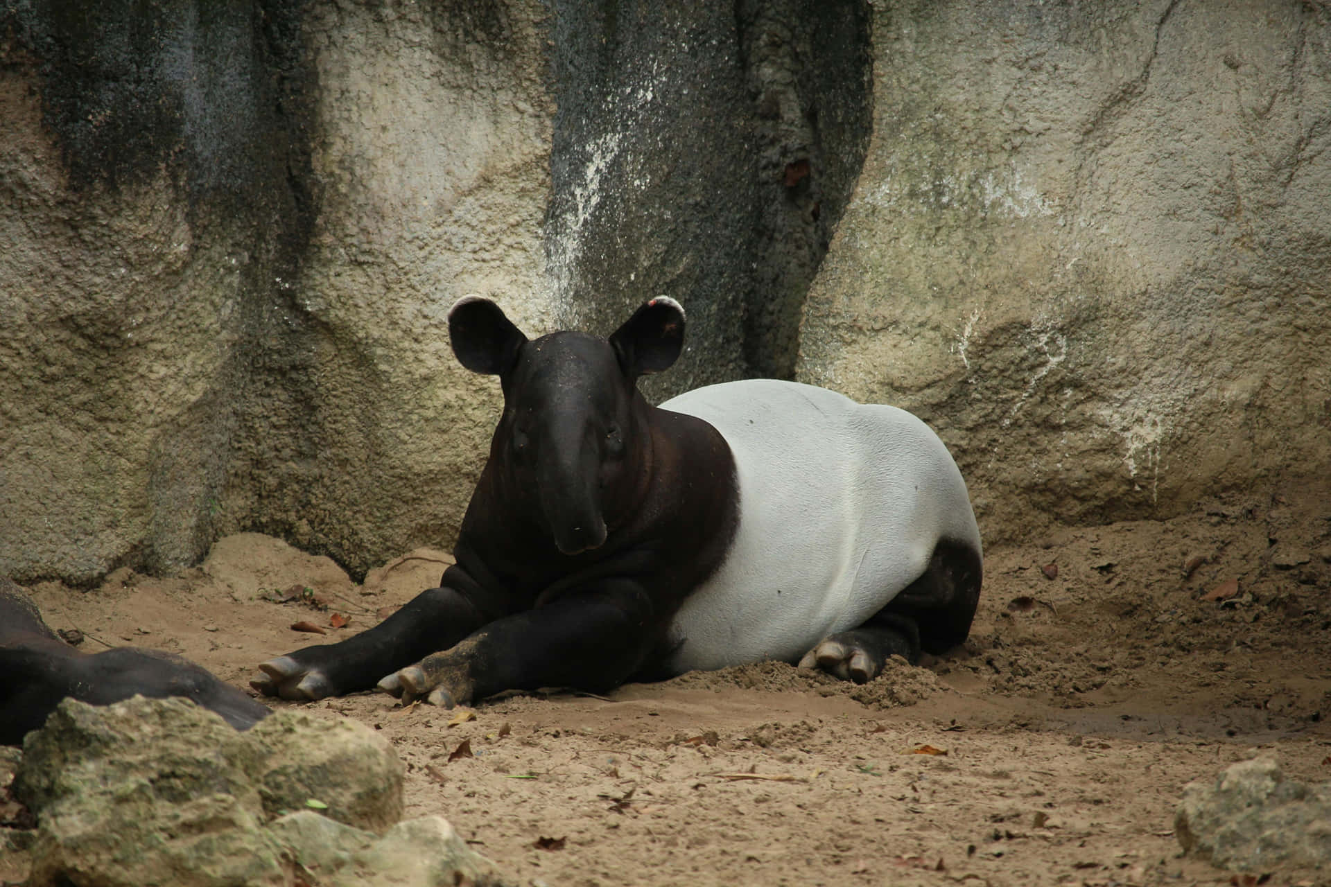 Malayan_ Tapir_ Resting.jpg Background