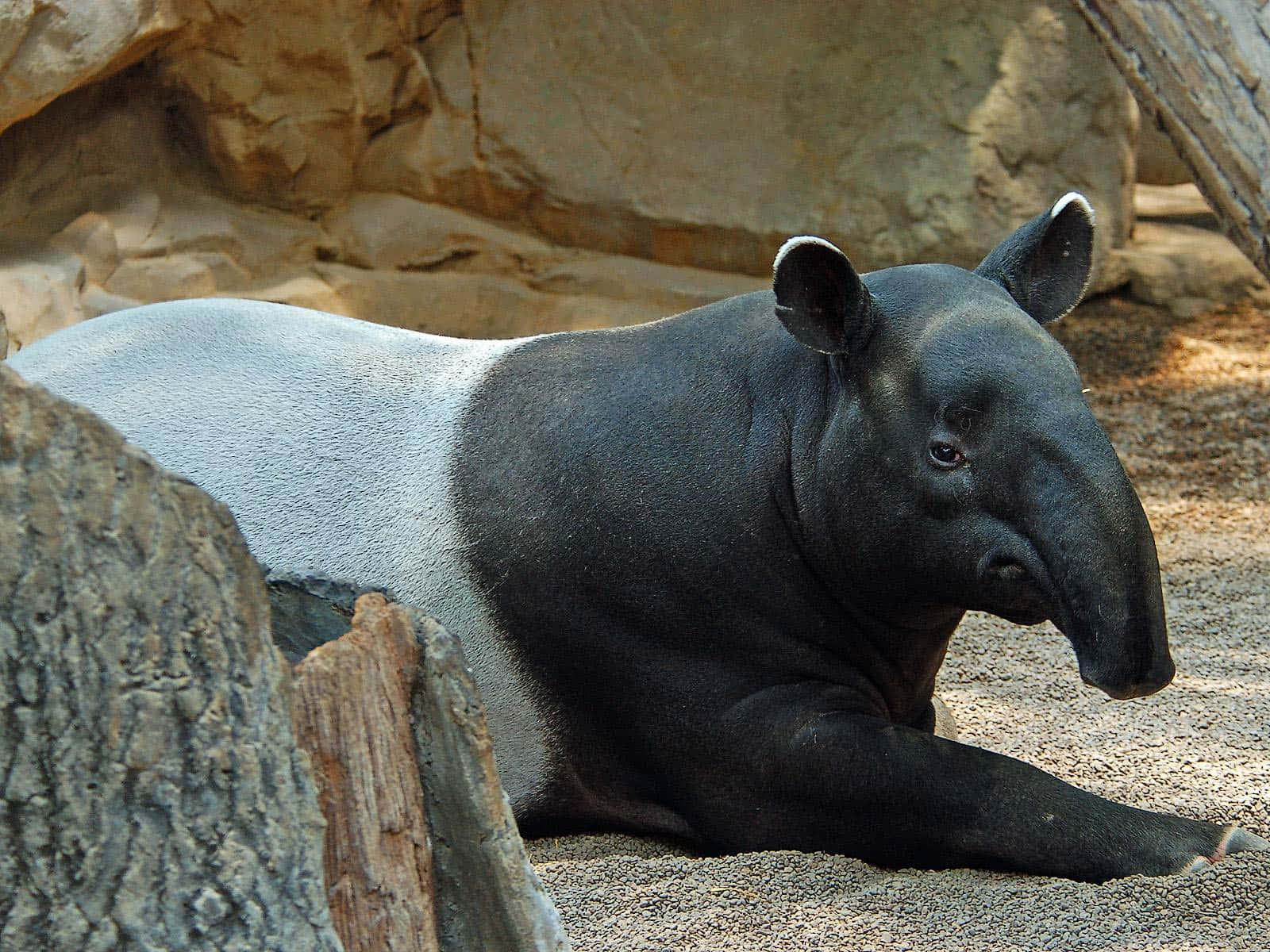 Malayan Tapir Resting