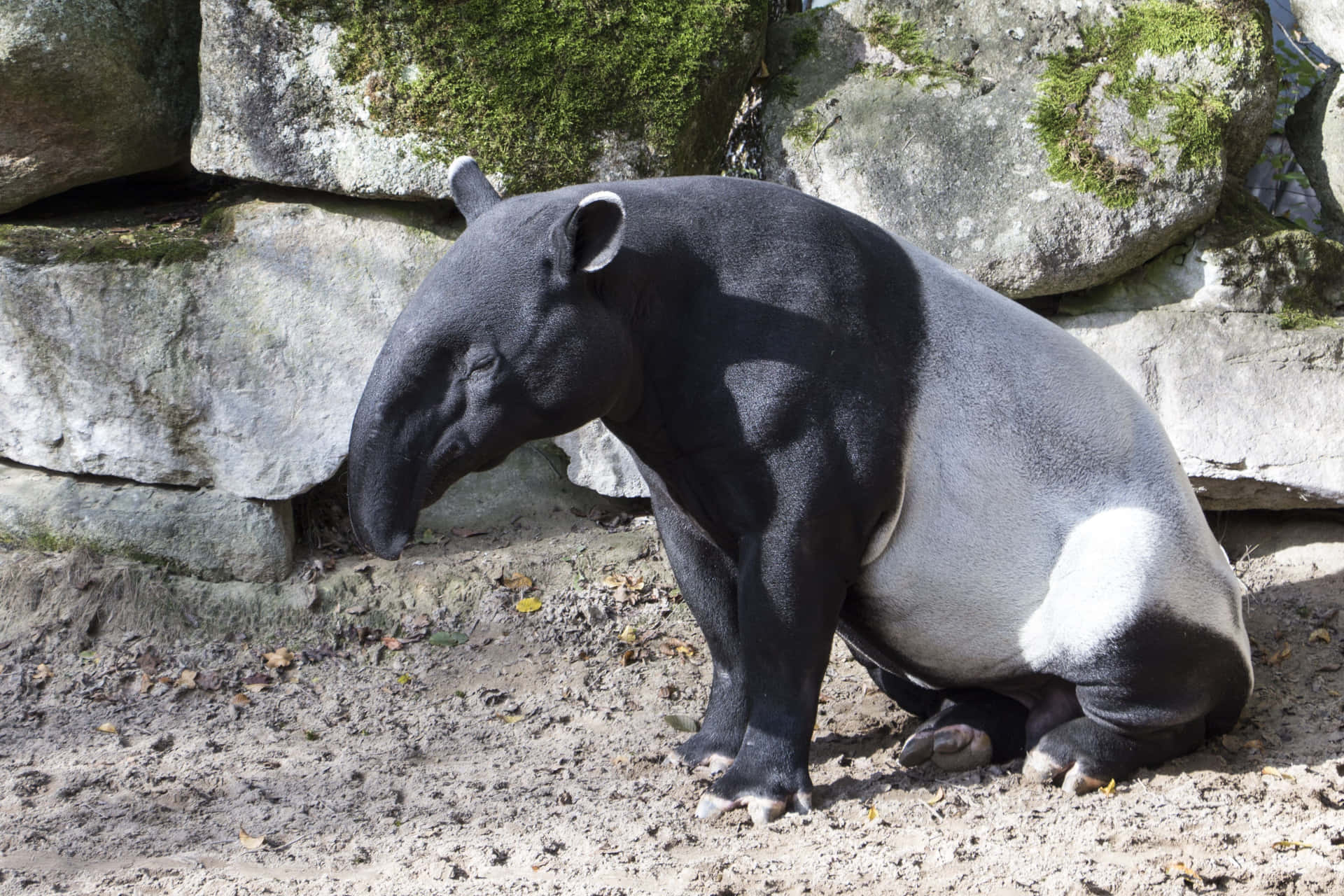 Malayan Tapir Resting Near Rocks Background