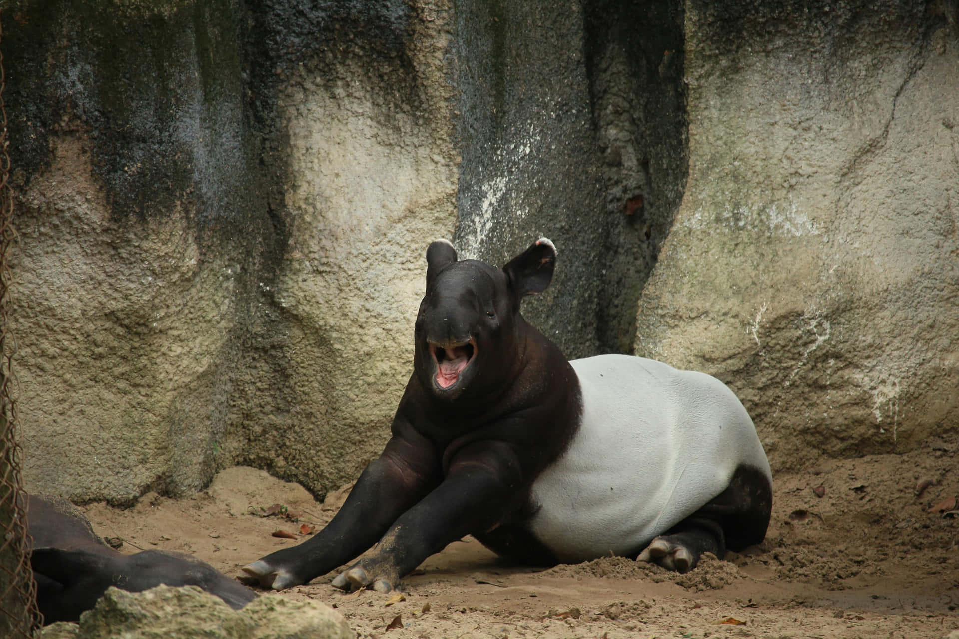 Malayan Tapir Resting