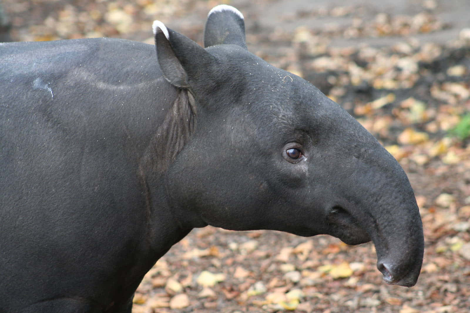 Malayan Tapir Side View Background